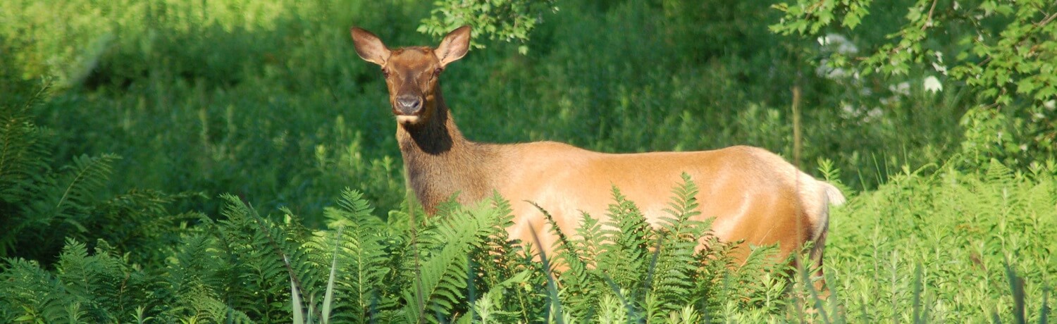 Can a Cow Elk Have Antlers