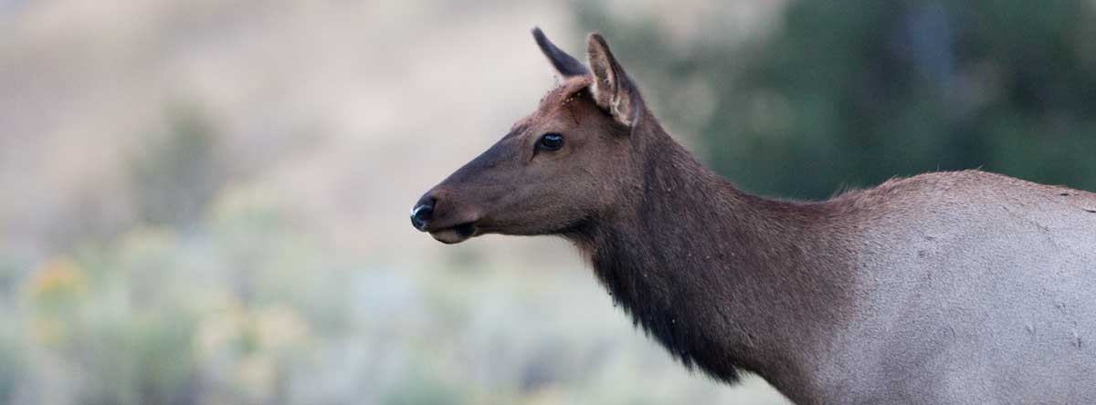 Cow Elk