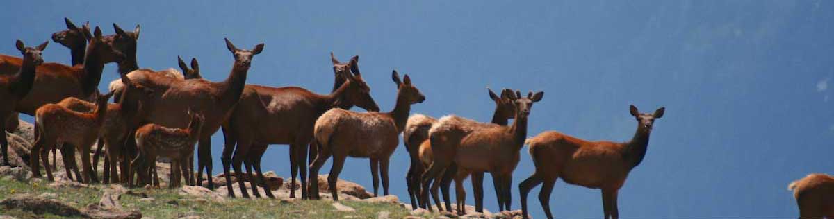 elk meat is good for you